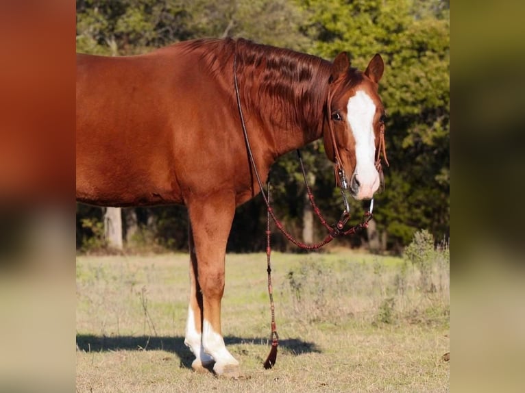 Quarter horse américain Hongre 6 Ans Alezan cuivré in Pilot Point, TX