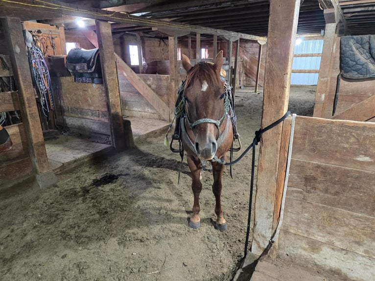 Quarter horse américain Hongre 6 Ans Alezan cuivré in Faith