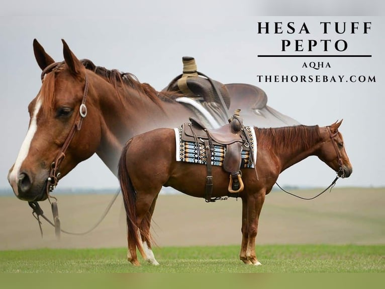 Quarter horse américain Hongre 6 Ans Alezan cuivré in Clemons, IA