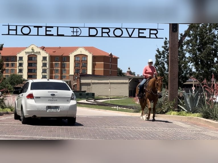 Quarter horse américain Hongre 6 Ans Alezan cuivré in Weatherford TX