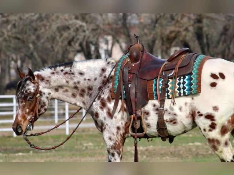 Quarter horse américain Hongre 6 Ans Alezan in Fort Worth TX