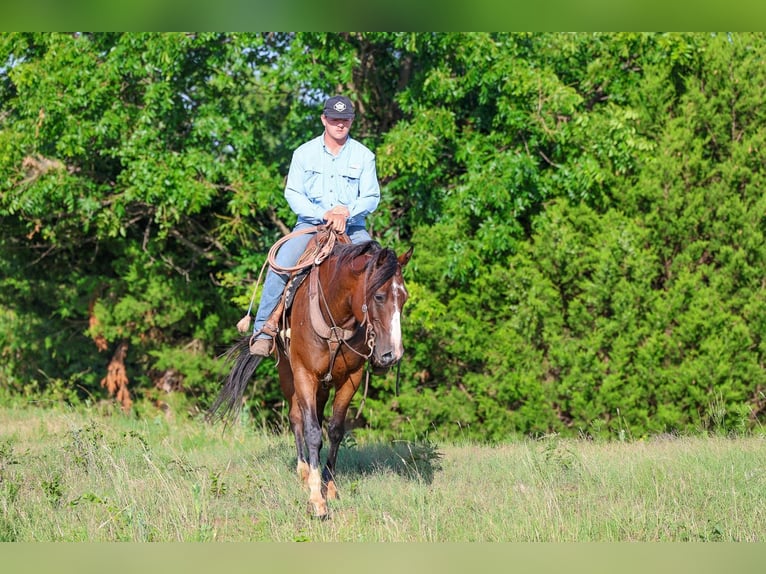 Quarter horse américain Hongre 6 Ans Bai cerise in Byars