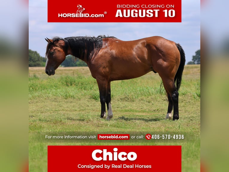Quarter horse américain Hongre 6 Ans Bai cerise in Byars