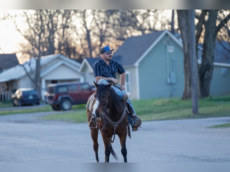 Quarter horse américain Hongre 6 Ans Bai cerise in Byars