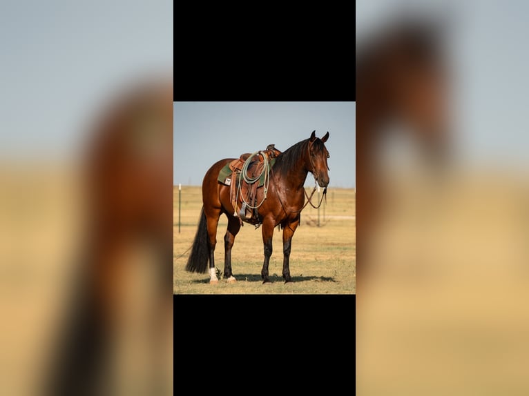 Quarter horse américain Hongre 6 Ans Bai cerise in Canyon
