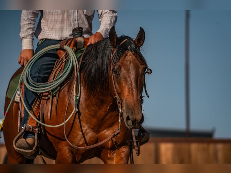 Quarter horse américain Hongre 6 Ans Bai cerise in Canyon
