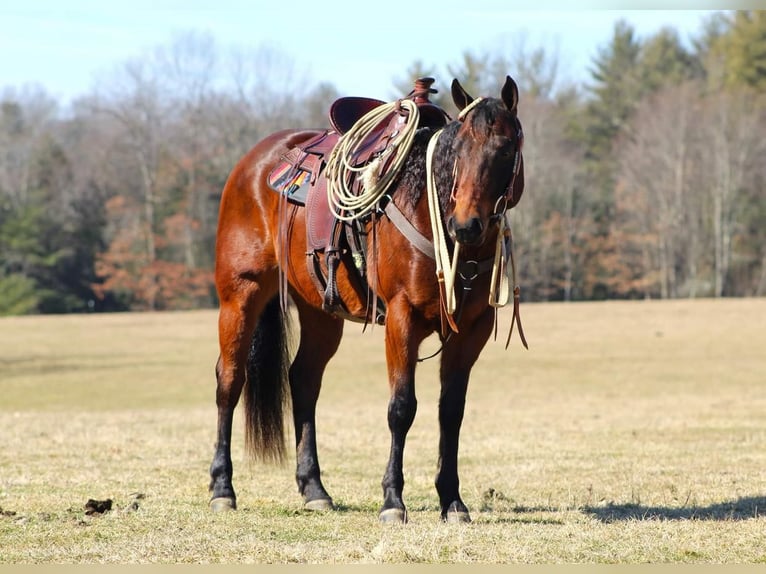 Quarter horse américain Hongre 6 Ans Bai cerise in Rebersburg, PA