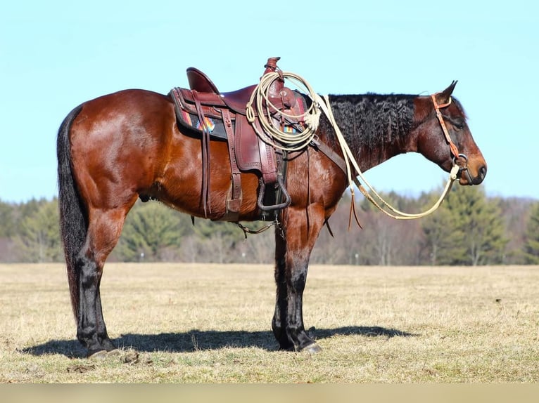 Quarter horse américain Hongre 6 Ans Bai cerise in Rebersburg, PA