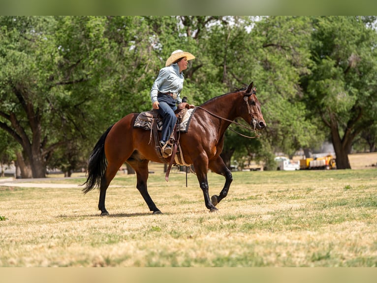Quarter horse américain Hongre 6 Ans Bai cerise in Amarillo, TX