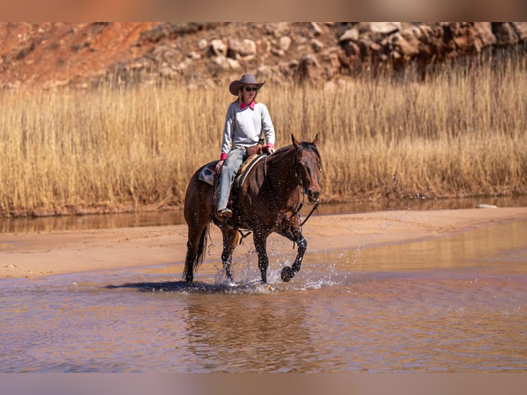 Quarter horse américain Hongre 6 Ans Bai cerise in Amarillo, TX
