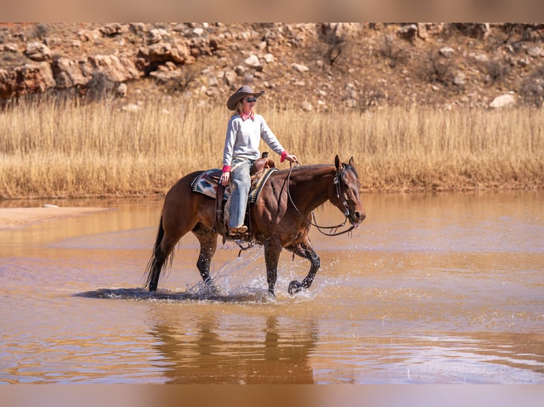 Quarter horse américain Hongre 6 Ans Bai cerise in Amarillo, TX