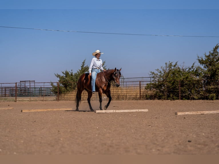 Quarter horse américain Hongre 6 Ans Bai cerise in Amarillo, TX