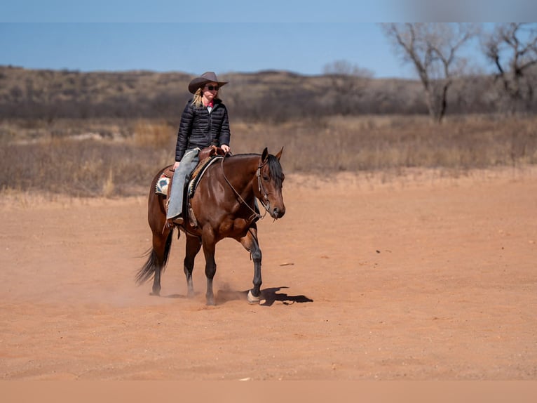 Quarter horse américain Hongre 6 Ans Bai cerise in Amarillo, TX