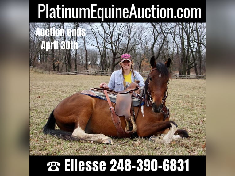 Quarter horse américain Hongre 6 Ans Bai cerise in HIghland MI