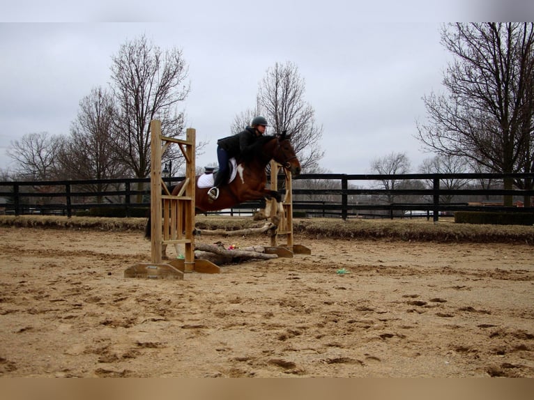 Quarter horse américain Hongre 6 Ans Bai cerise in HIghland MI