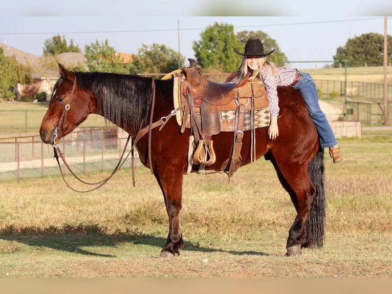 Quarter horse américain Hongre 6 Ans Bai cerise in Joshua TX