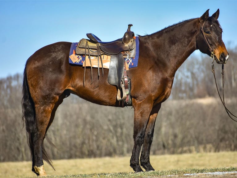 Quarter horse américain Hongre 6 Ans Bai cerise in Ewing KY