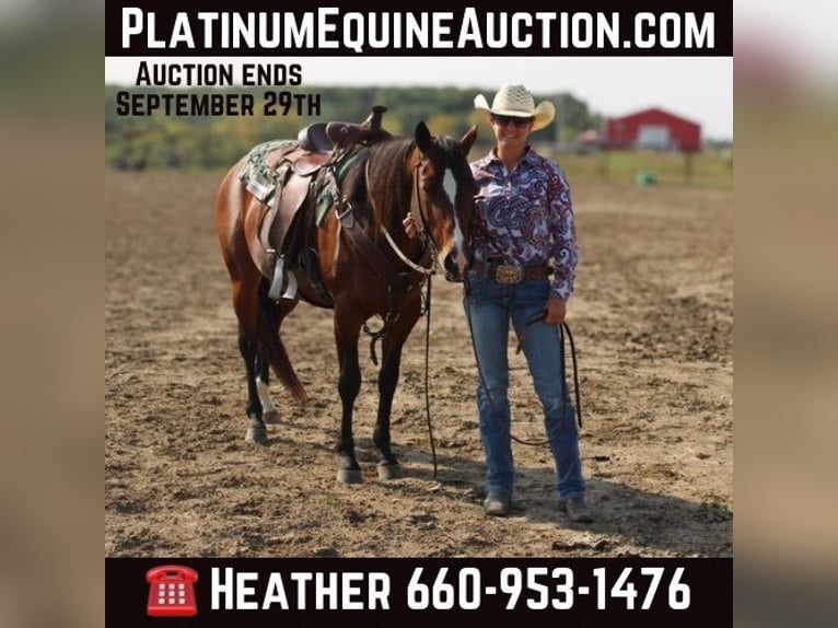 Quarter horse américain Hongre 6 Ans Bai cerise in Princeton, MO