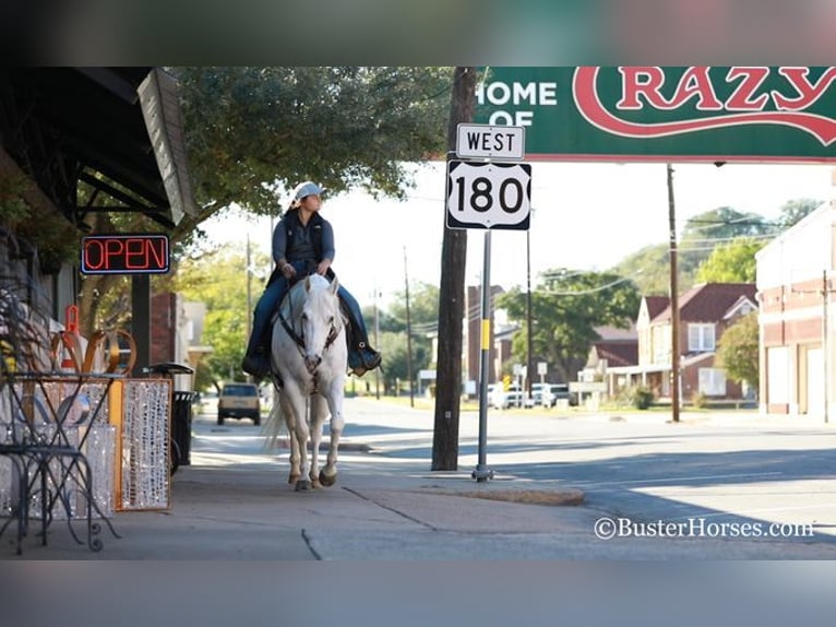 Quarter horse américain Hongre 6 Ans Blanc in Weatherford, TX