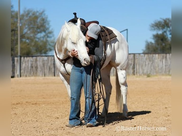 Quarter horse américain Hongre 6 Ans Blanc in Weatherford, TX