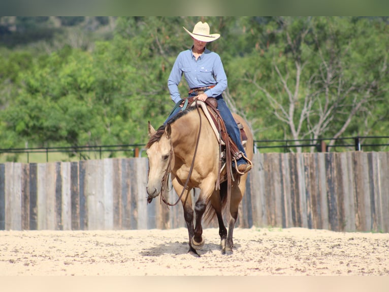 Quarter horse américain Hongre 6 Ans Buckskin in Killeen