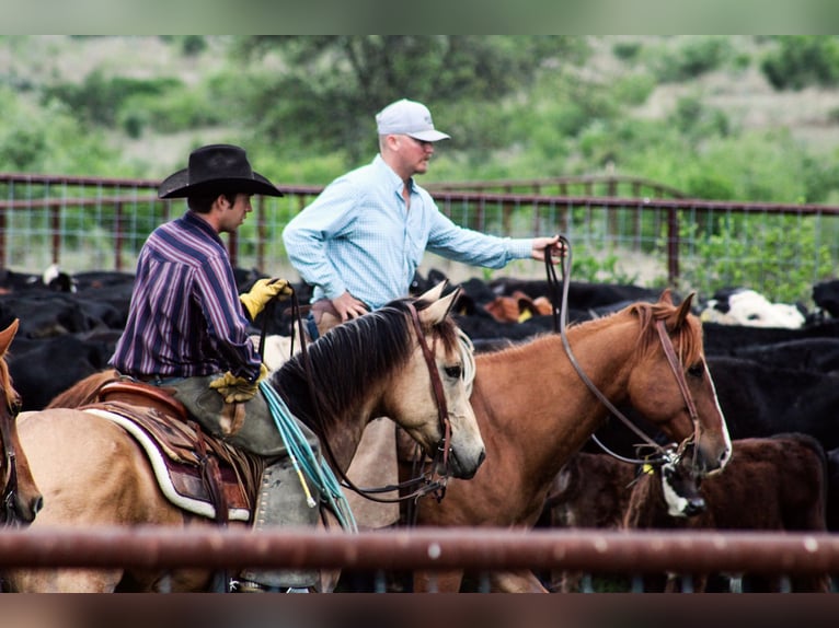 Quarter horse américain Hongre 6 Ans Buckskin in Killeen