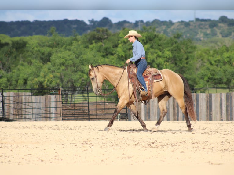 Quarter horse américain Hongre 6 Ans Buckskin in Killeen
