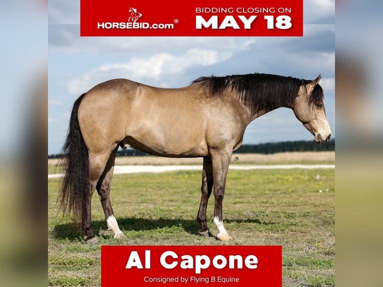 Quarter horse américain Hongre 6 Ans Buckskin in Troy