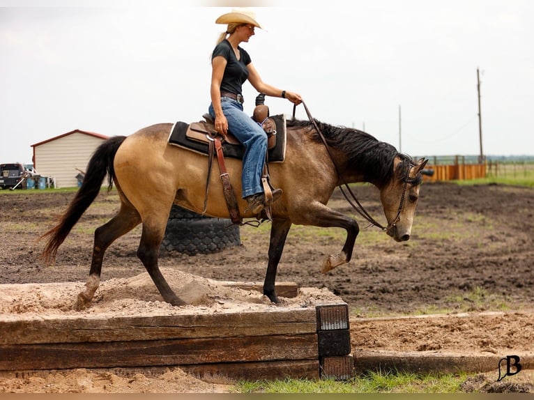Quarter horse américain Hongre 6 Ans Buckskin in Troy