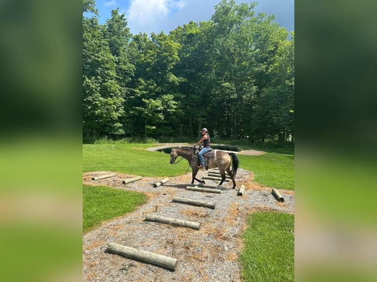 Quarter horse américain Hongre 6 Ans Buckskin in Troy