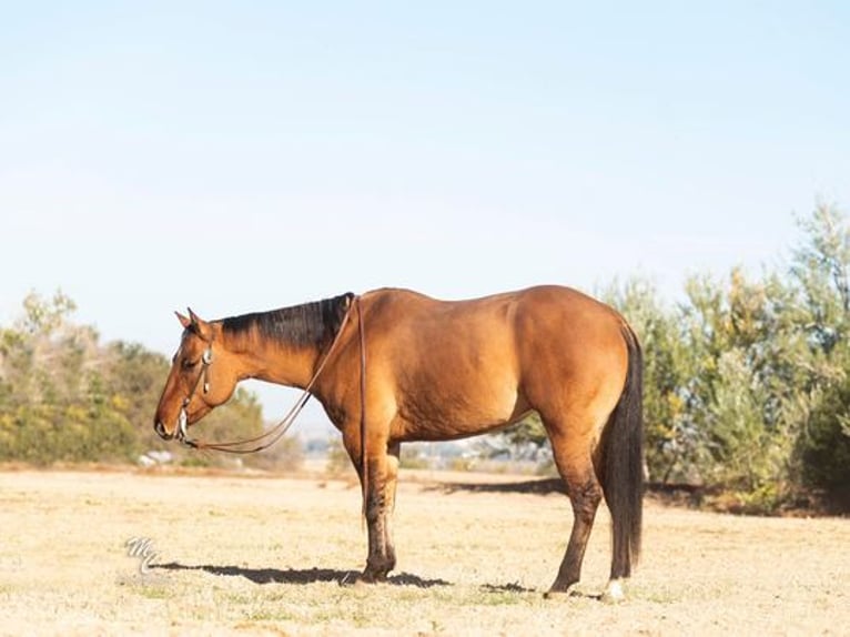 Quarter horse américain Hongre 6 Ans Buckskin in Caldwell, ID
