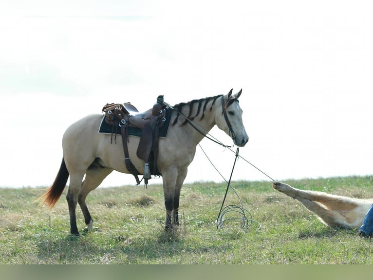 Quarter horse américain Hongre 6 Ans Buckskin in Purdy