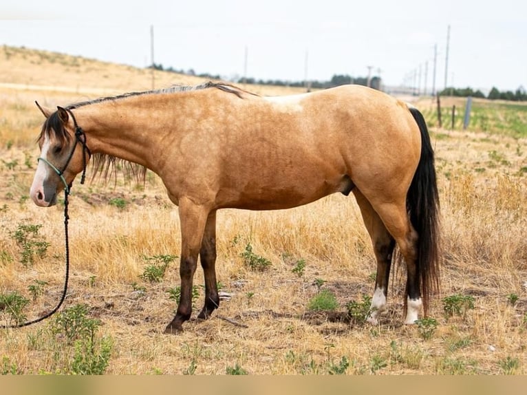 Quarter horse américain Hongre 6 Ans Buckskin in Broadwater, NE