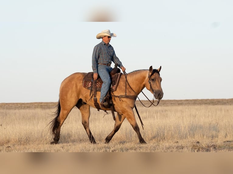 Quarter horse américain Hongre 6 Ans Buckskin in Canyon, TX
