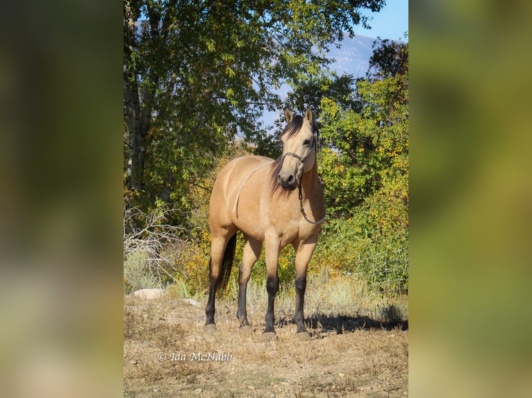 Quarter horse américain Hongre 6 Ans Buckskin in Cody, WY