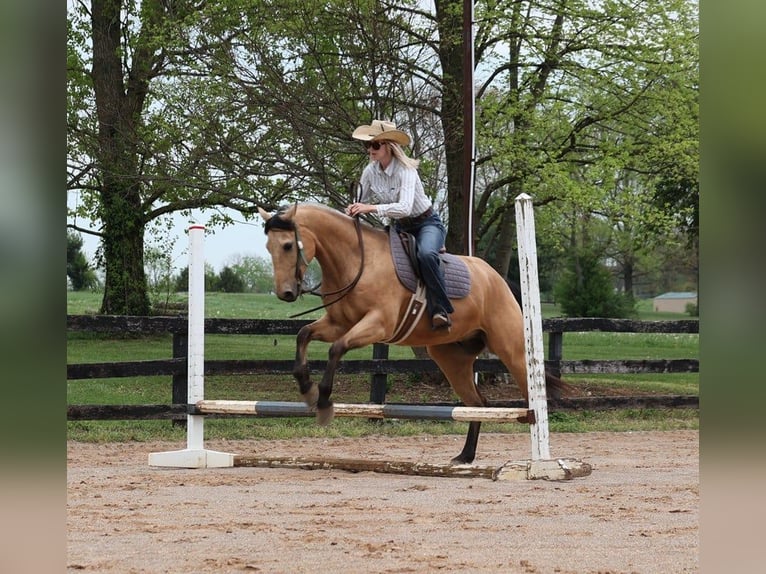 Quarter horse américain Hongre 6 Ans Buckskin in Mount Vernon, KY