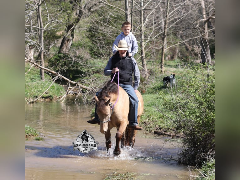 Quarter horse américain Hongre 6 Ans Champagne in Mount Vernon