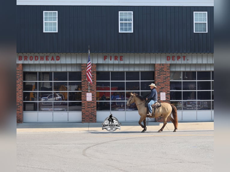 Quarter horse américain Hongre 6 Ans Champagne in Mount Vernon
