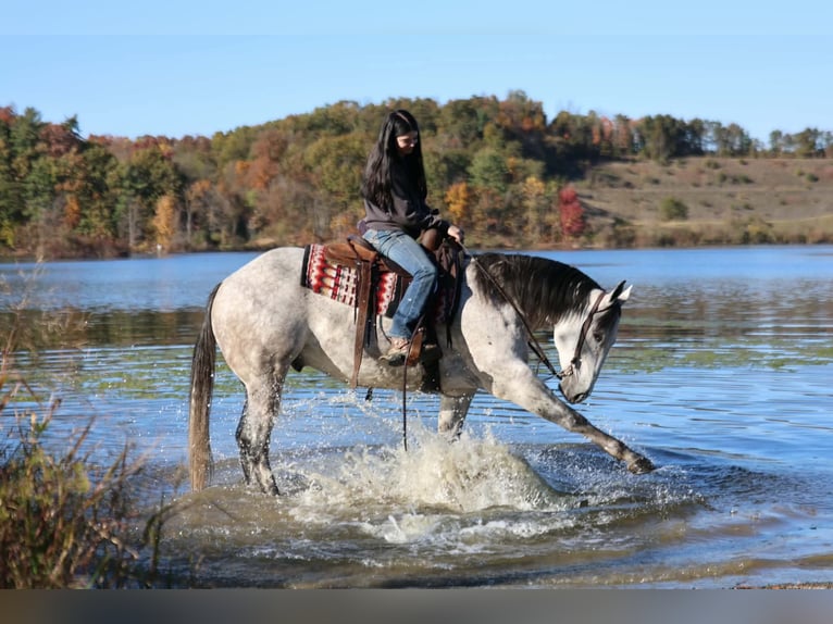 Quarter horse américain Hongre 6 Ans Gris pommelé in Beaver Springs