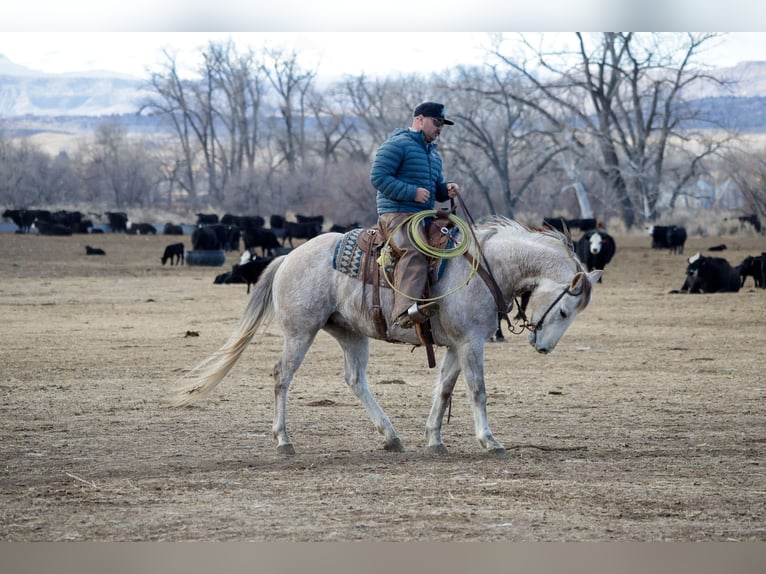 Quarter horse américain Hongre 6 Ans Gris in Byars