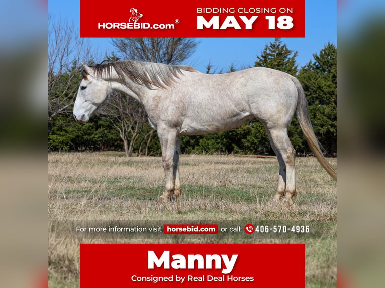 Quarter horse américain Hongre 6 Ans Gris in Byars