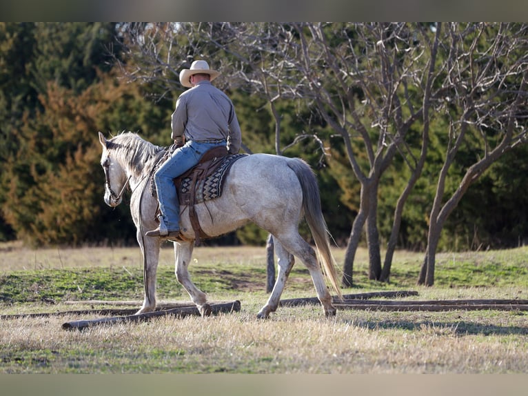 Quarter horse américain Hongre 6 Ans Gris in Byars