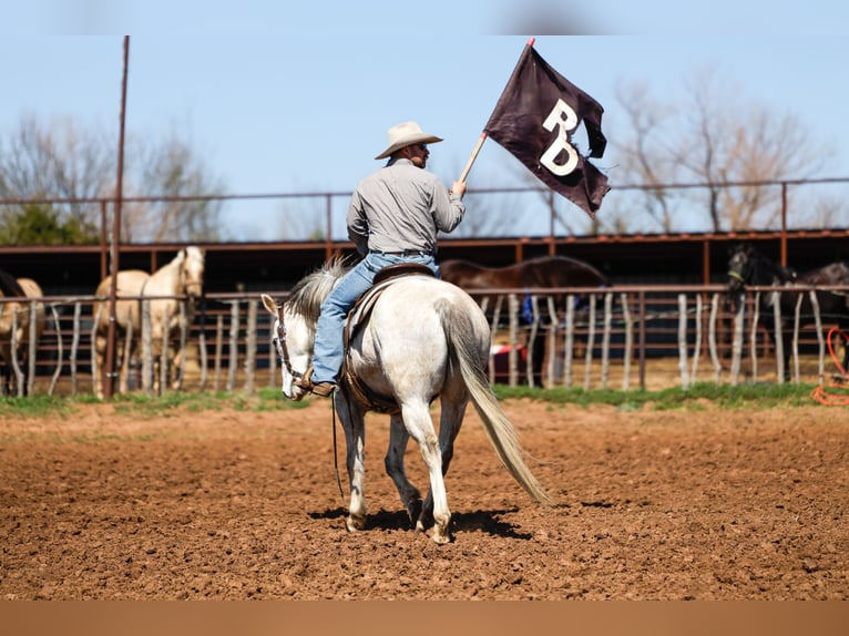Quarter horse américain Hongre 6 Ans Gris in Byars
