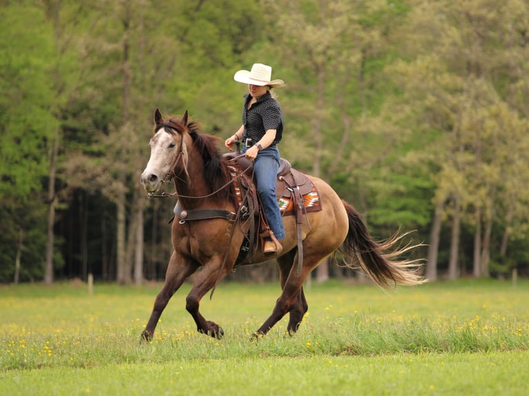 Quarter horse américain Hongre 6 Ans Gris in Clarion