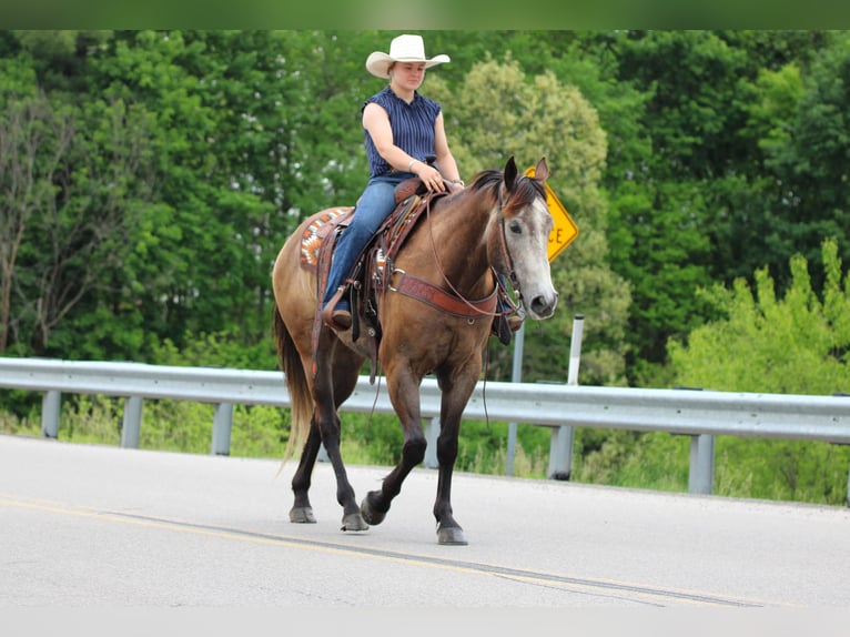 Quarter horse américain Hongre 6 Ans Gris in Clarion