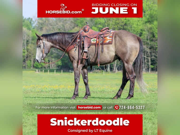 Quarter horse américain Hongre 6 Ans Gris in Clarion