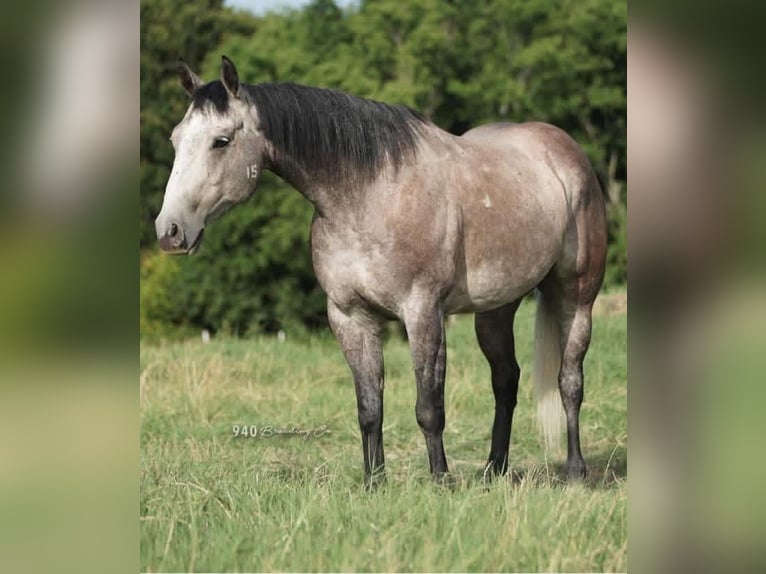 Quarter horse américain Hongre 6 Ans Gris in Mount Vernon