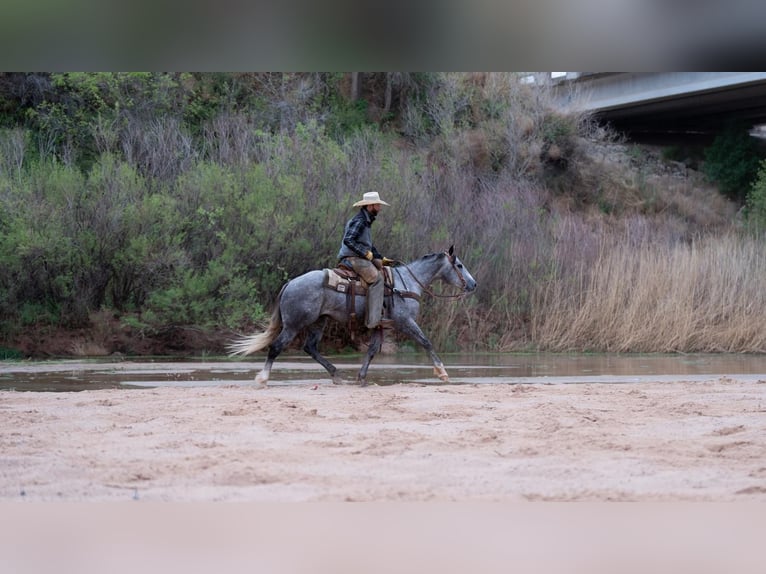 Quarter horse américain Hongre 6 Ans Gris in Canyon, TX
