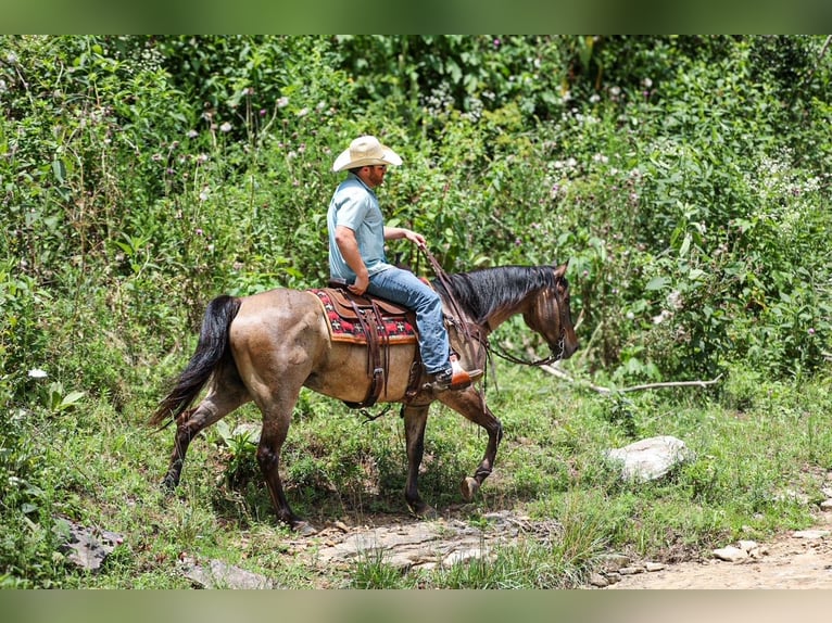 Quarter horse américain Hongre 6 Ans Grullo in Santa Fe