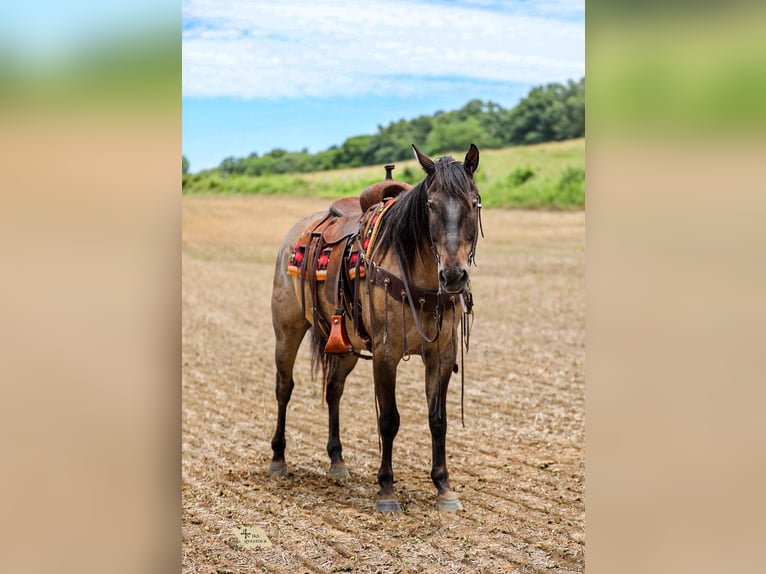 Quarter horse américain Hongre 6 Ans Grullo in Santa Fe